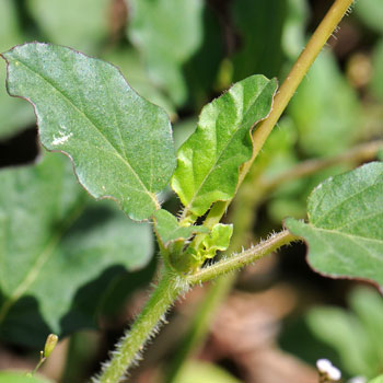 Boerhavia coulteri, Coulter's Spiderling